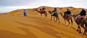 camels in the desert