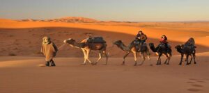 camels in the desert