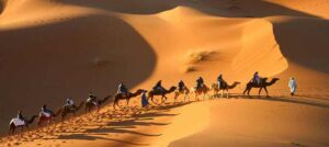 camels in the desert