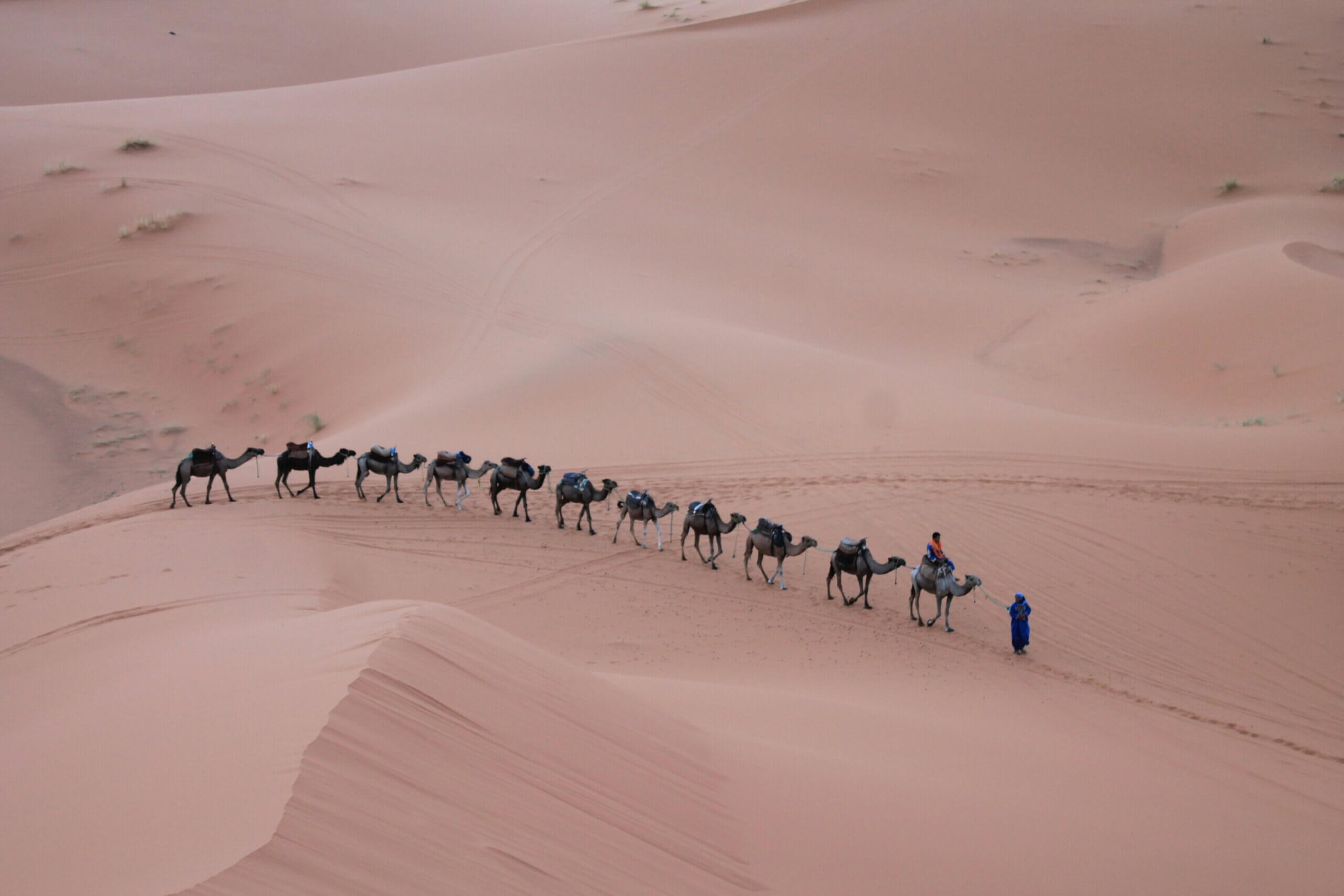 merzouga camel caravan