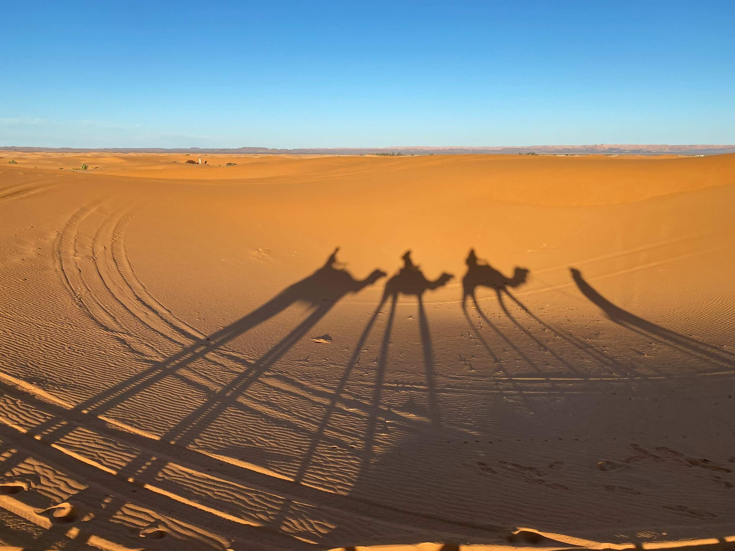 desert camel shadows