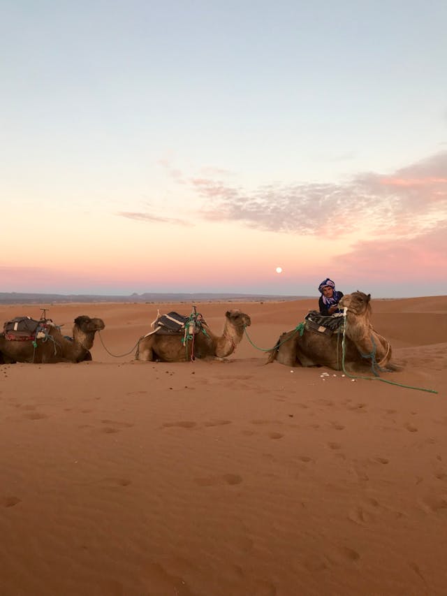 Camels Sitting on the Sand Morocco