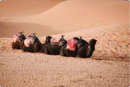 Camels in the desert