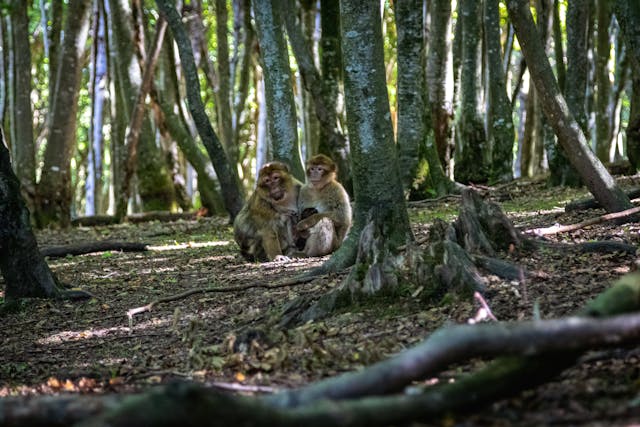 Monkeys among Trees