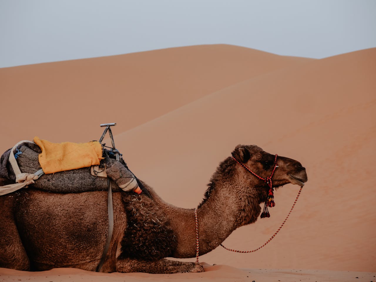 camel in the moroccan desert